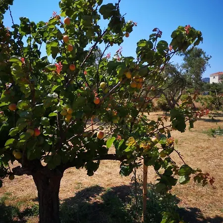 Penelia Next To Golf Courses