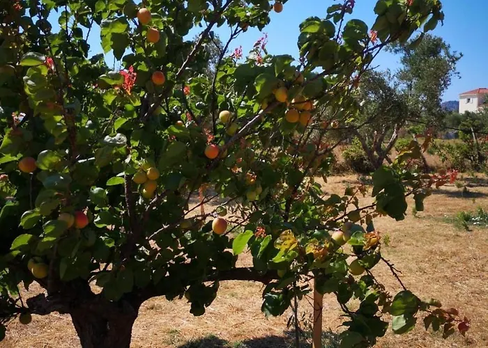 Penelia Next To Golf Courses